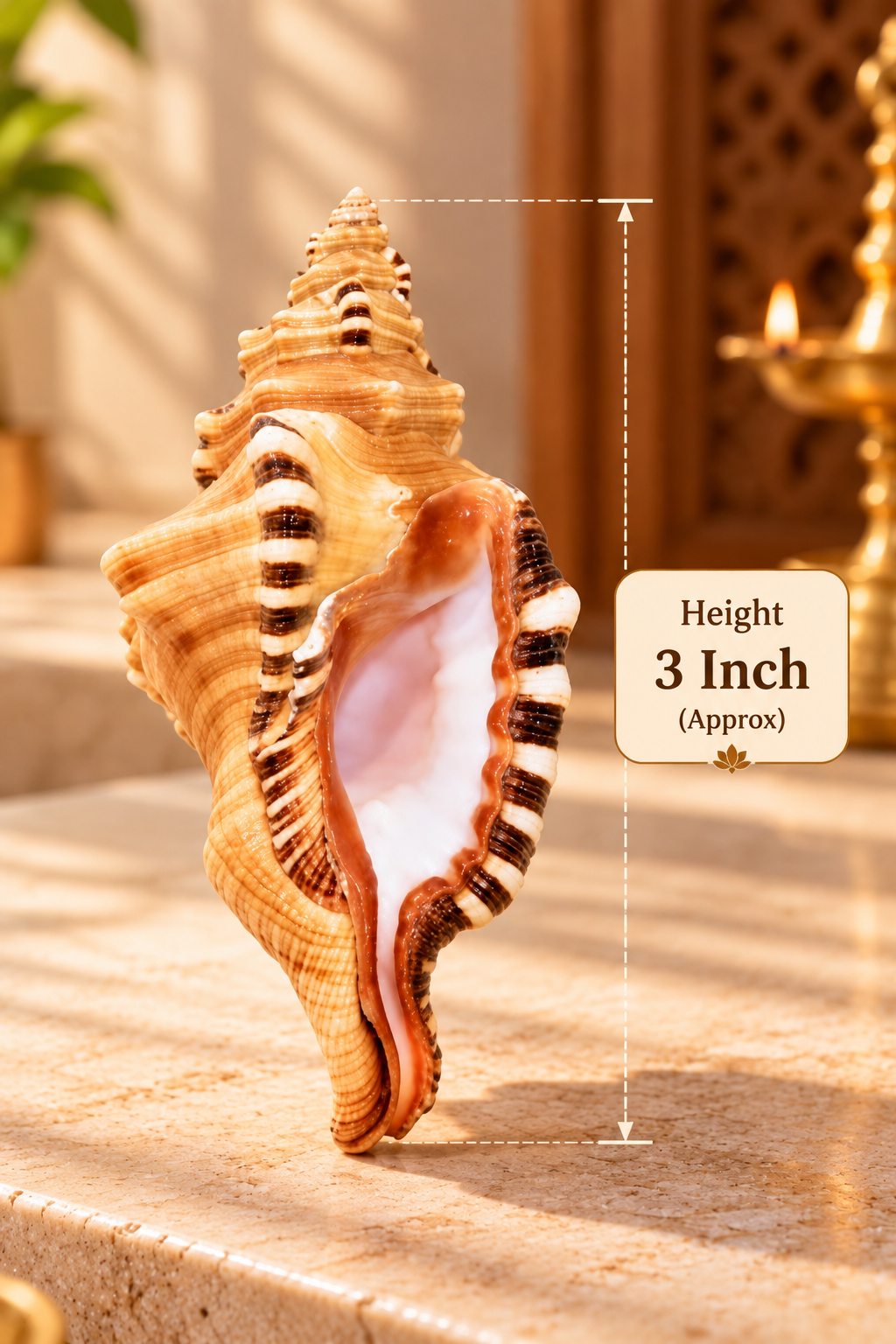 Natural Ganesh Shankh – Sacred Conch Shell for Puja